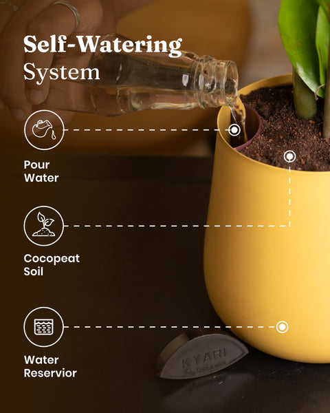 Golden Money Plant with Aura Planter