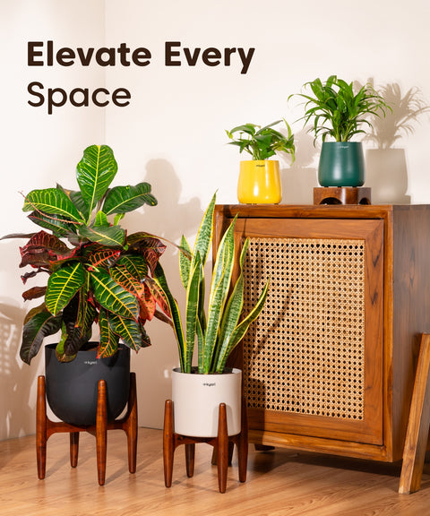 Aura Bloom - Set of 5 Metal Self Watering Pot - Medium Multicolor Combo