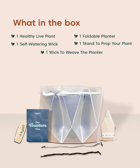 Song Of India Plant With Repot