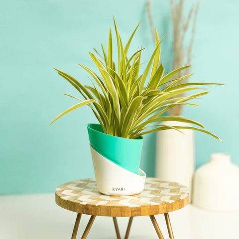 Spider Plant