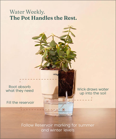 Aralia Green Plant With Self Watering Pot