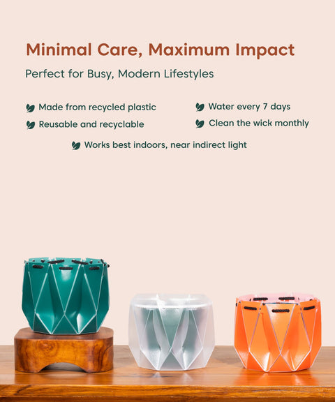 Song Of India Plant With Repot