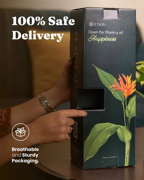 Aglaonema Snow White with Metal Self Watering Pot