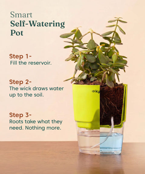 Areca Palm Plant With Self Watering Pot