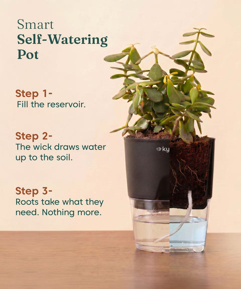 Green Snake Plant With Self Watering Pot