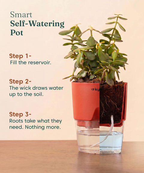 Green Snake Plant With Self Watering Pot