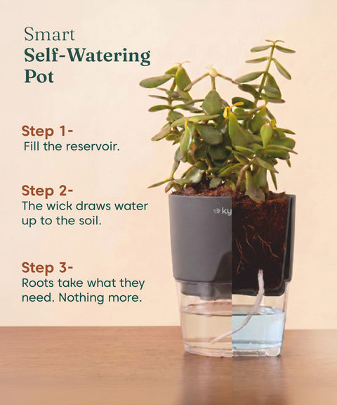 Green Snake Plant With Self Watering Pot