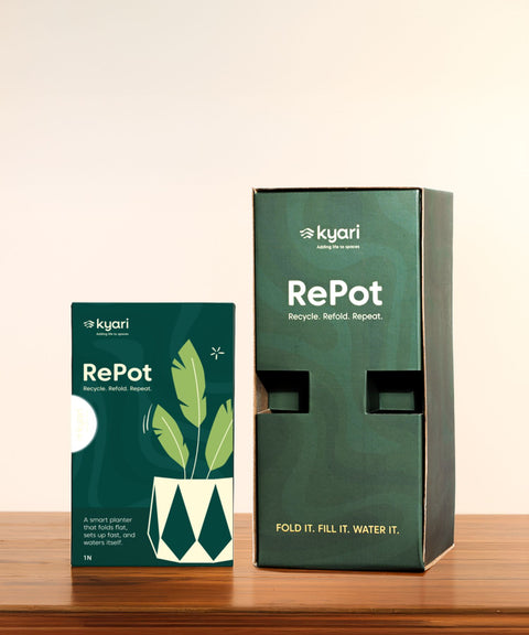 Money Variegated Plant With Repot