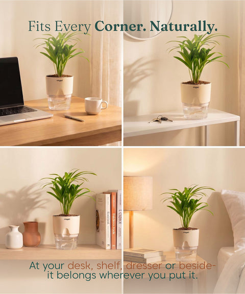 Areca Palm Plant With Self Watering Pot