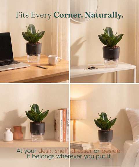 Green Snake Plant With Self Watering Pot