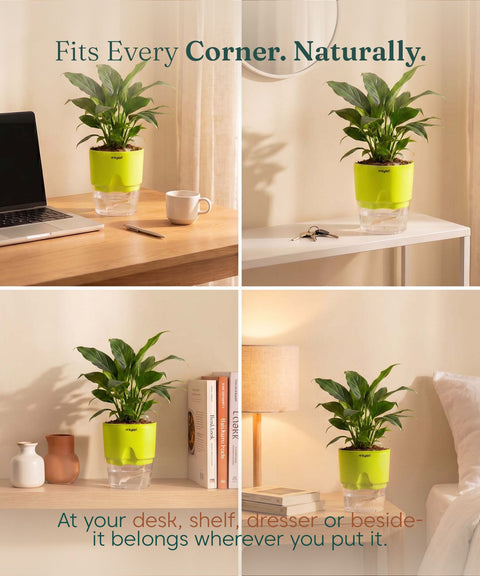 Peace Lily Plant - BYOB