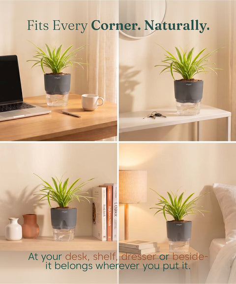 Spider Plant With Self Watering Pot
