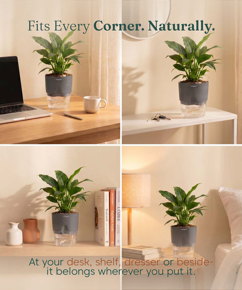 Peace Lily Plant - BYOB