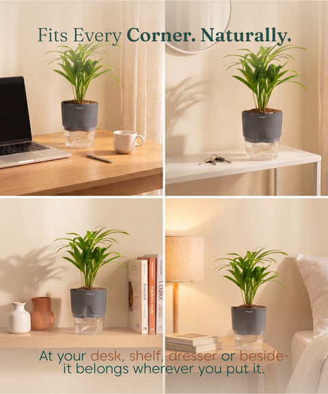 Areca Palm Plant With Self Watering Pot