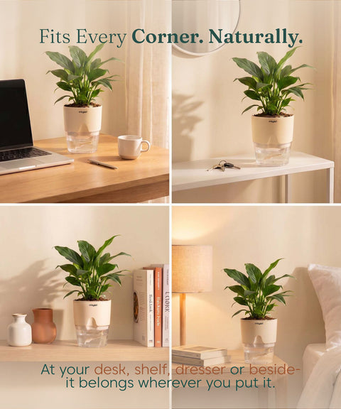 Peace Lily Plant - BYOB