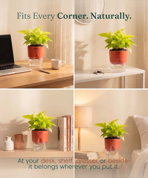 Golden Money Plant - BYOB