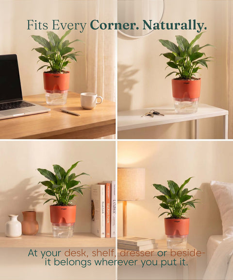 Peace Lily Plant - BYOB