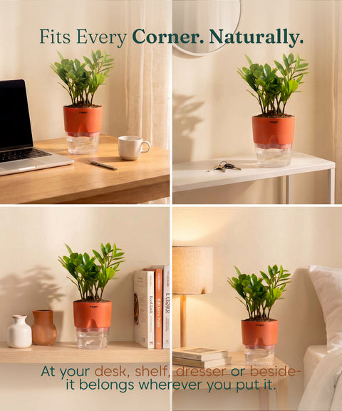 Zamia Green - ZZ Plant With Self Watering Pot