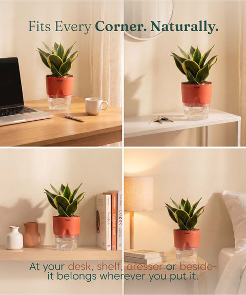 Golden Hahnii Snake Plant BYOB
