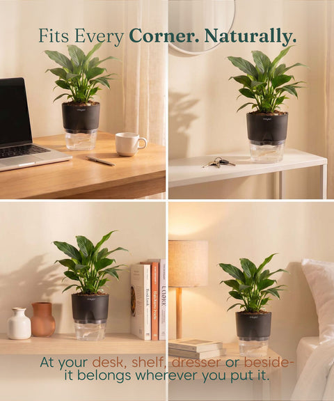 Peace Lily Plant - BYOB