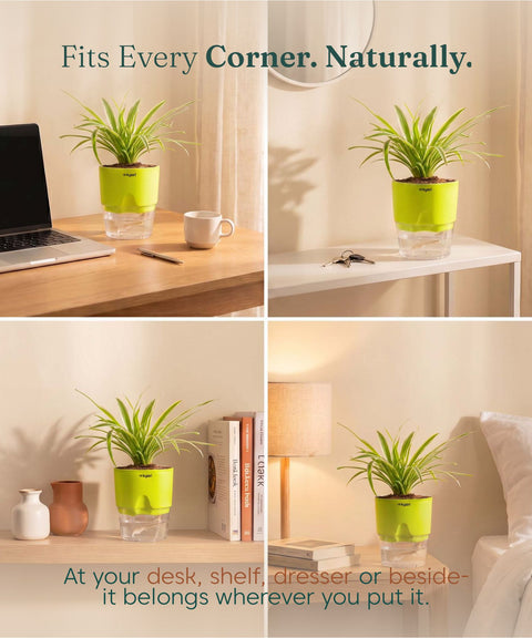 Spider Plant With Self Watering Pot