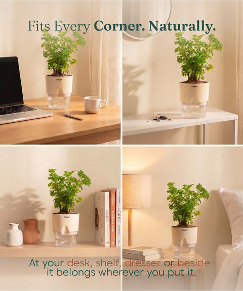 Aralia Green Plant With Self Watering Pot