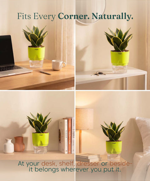 Golden Hahnii Snake Plant BYOB
