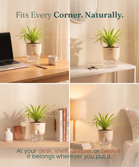 Spider Plant With Self Watering Pot