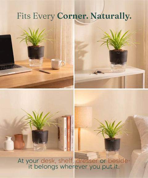 Spider Plant With Self Watering Pot