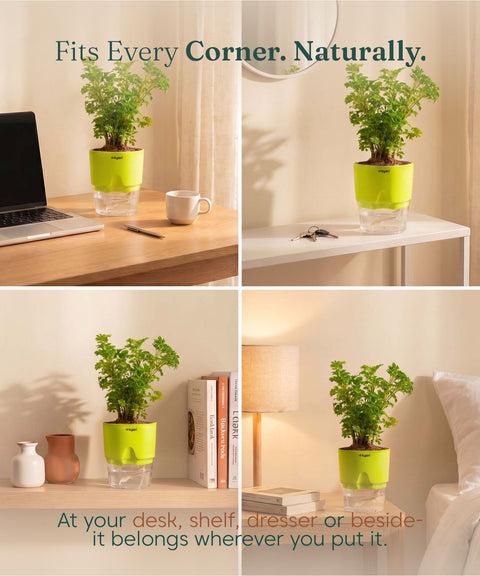 Aralia Green Plant With Self Watering Pot