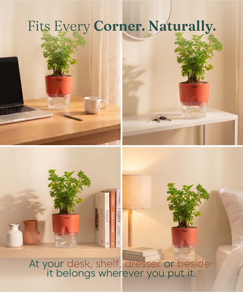 Aralia Green Plant With Self Watering Pot