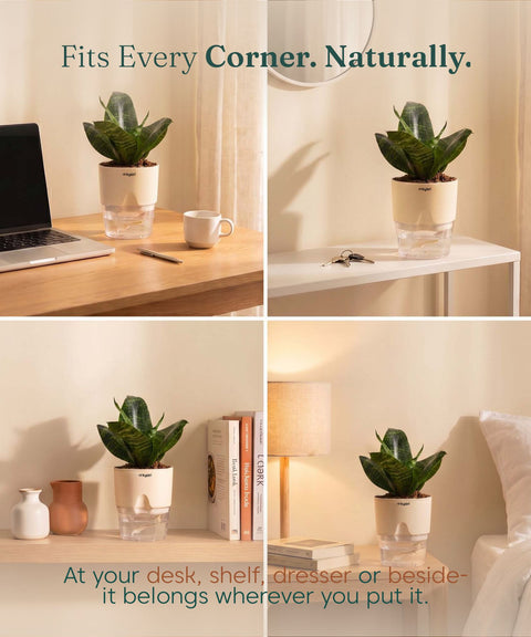 Green Snake Plant With Self Watering Pot