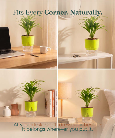 Areca Palm Plant With Self Watering Pot