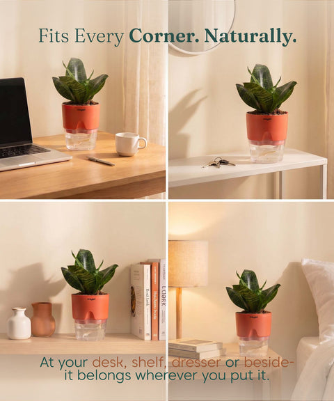 Green Snake Plant With Self Watering Pot