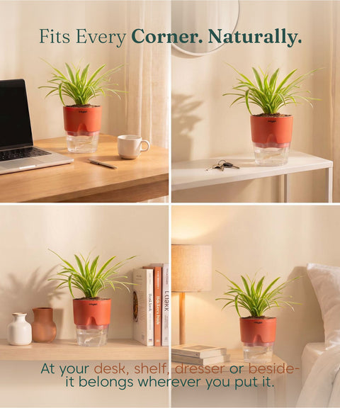 Spider Plant With Self Watering Pot