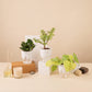 Set of 3 Live Indoor Plant Combo of Jade and Peperomia Green and Golden Money with Self Watering Pot