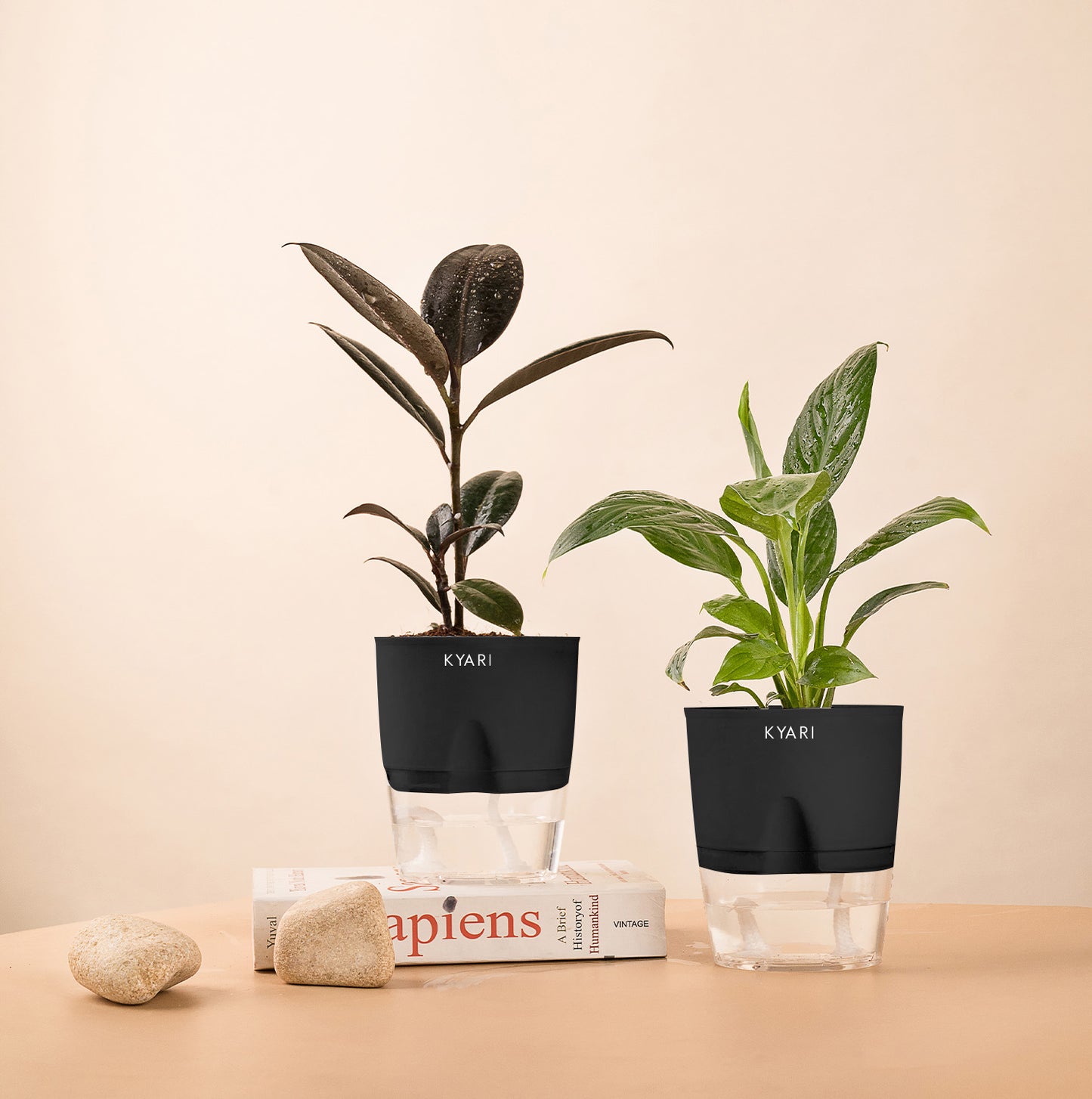 Set of 2 - Peace Lily & Black Rubber Plant