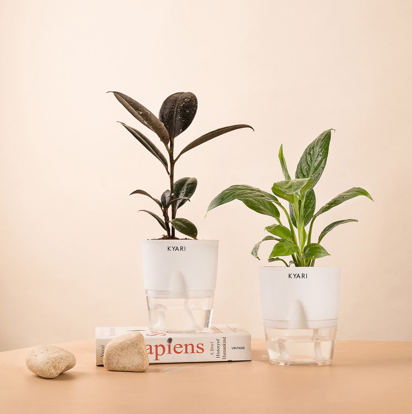 Set of 2 - Peace Lily & Black Rubber Plant