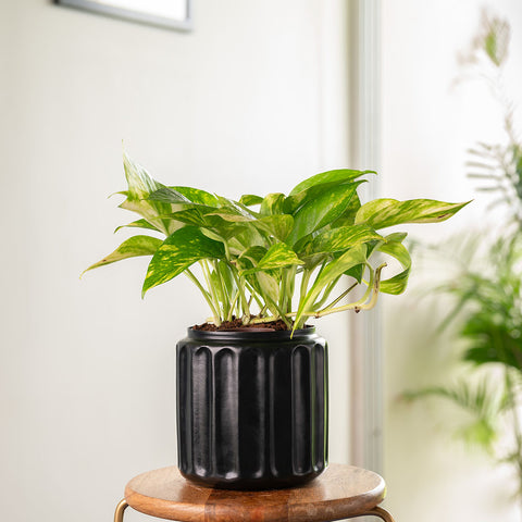 Money Variegated Plant with Medium Metal Self Watering Pot