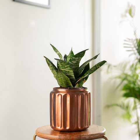 Green Snake Plant with Medium Metal Self Watering Pot