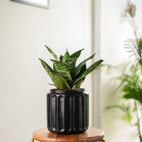Green Snake Plant with Medium Metal Self Watering Pot