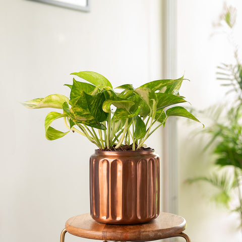 Money Variegated Plant with Medium Metal Self Watering Pot