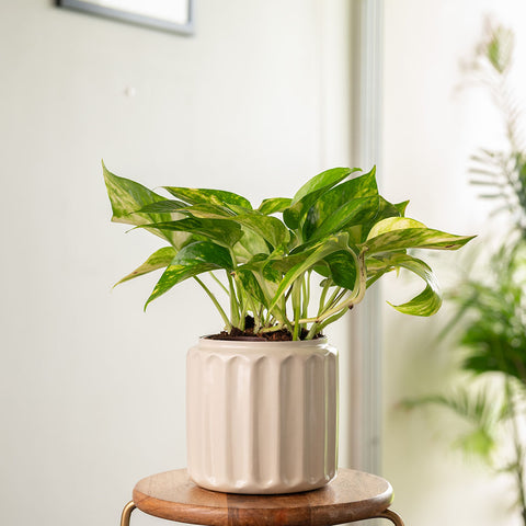 Money Variegated Plant with Medium Metal Self Watering Pot