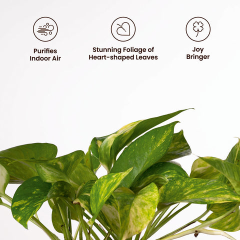 Money Variegated Plant with Medium Metal Self Watering Pot