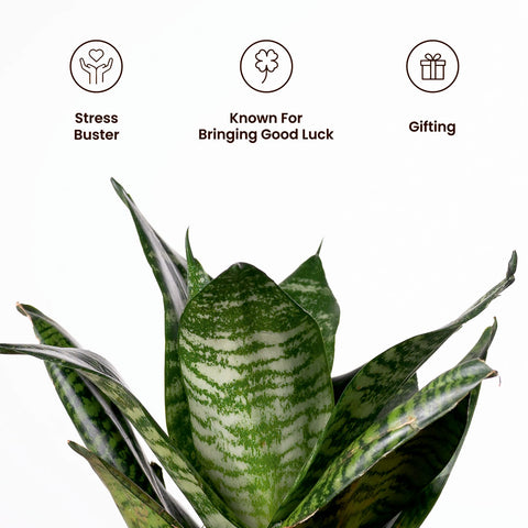 Green Snake Plant with Medium Metal Self Watering Pot