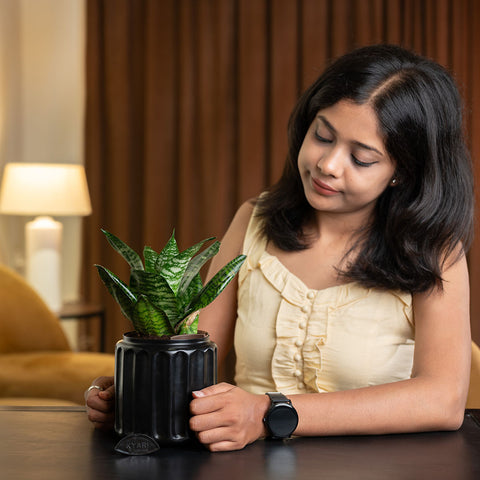 Green Snake Plant with Medium Metal Self Watering Pot