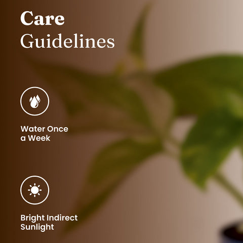 Money Variegated Plant with Medium Metal Self Watering Pot