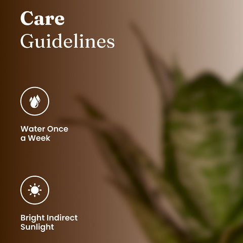 Green Snake Plant with Medium Metal Self Watering Pot