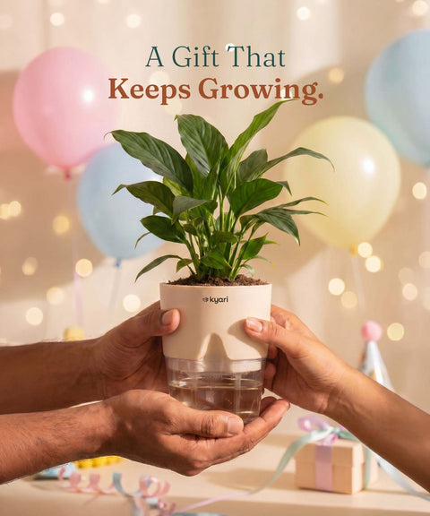 Peace Lily Plant - BYOB