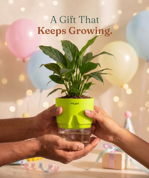 Peace Lily Plant - BYOB